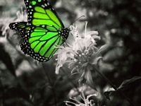 pic for Green butterfly 640x480